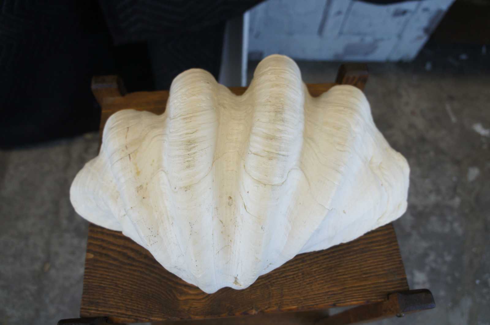 Giant Sea Clam Shell Tridacna Gigantis – Lannan Gallery