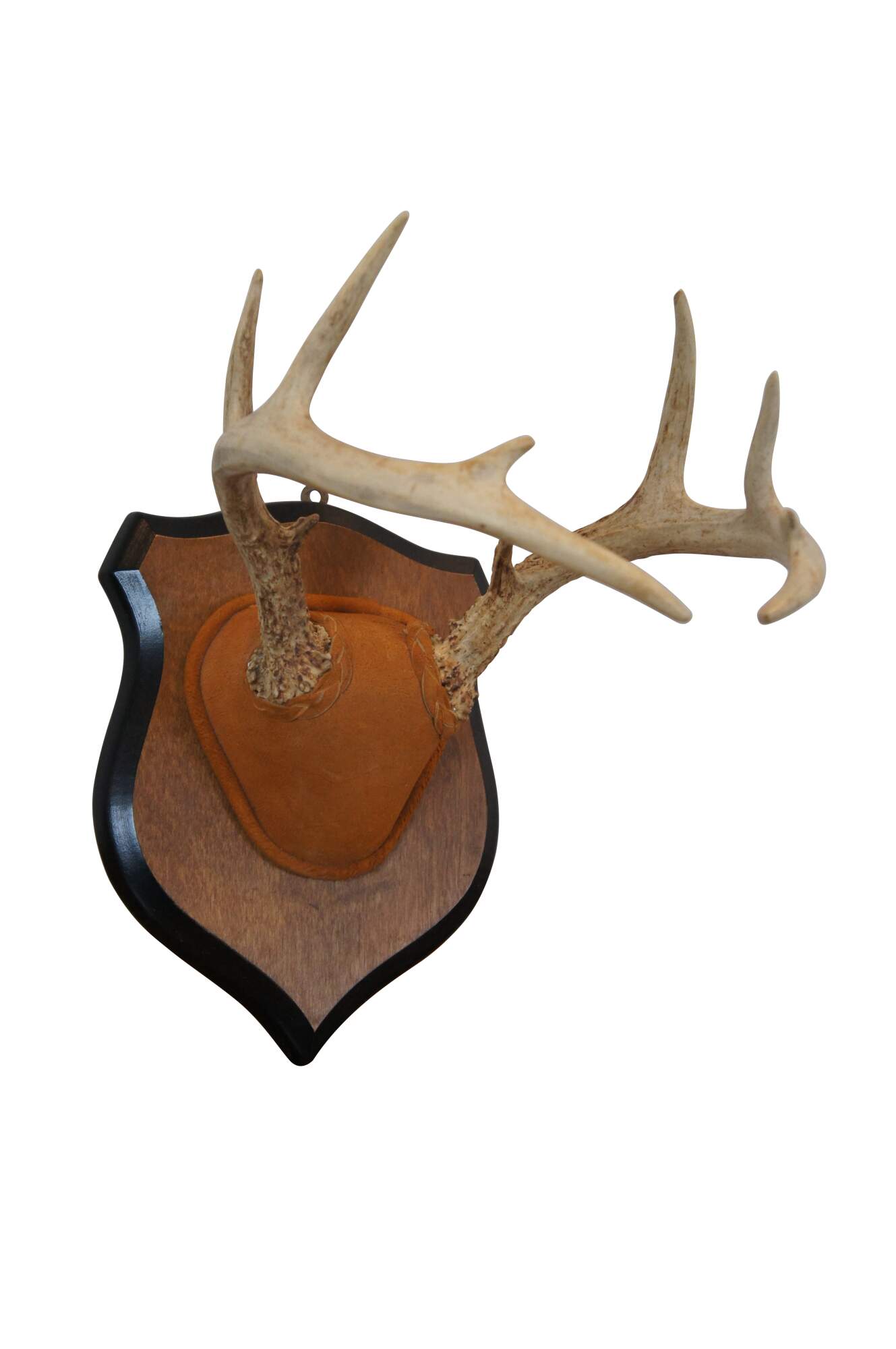 Hunting trophy, 14-point-antlers, mounted red deer antlers