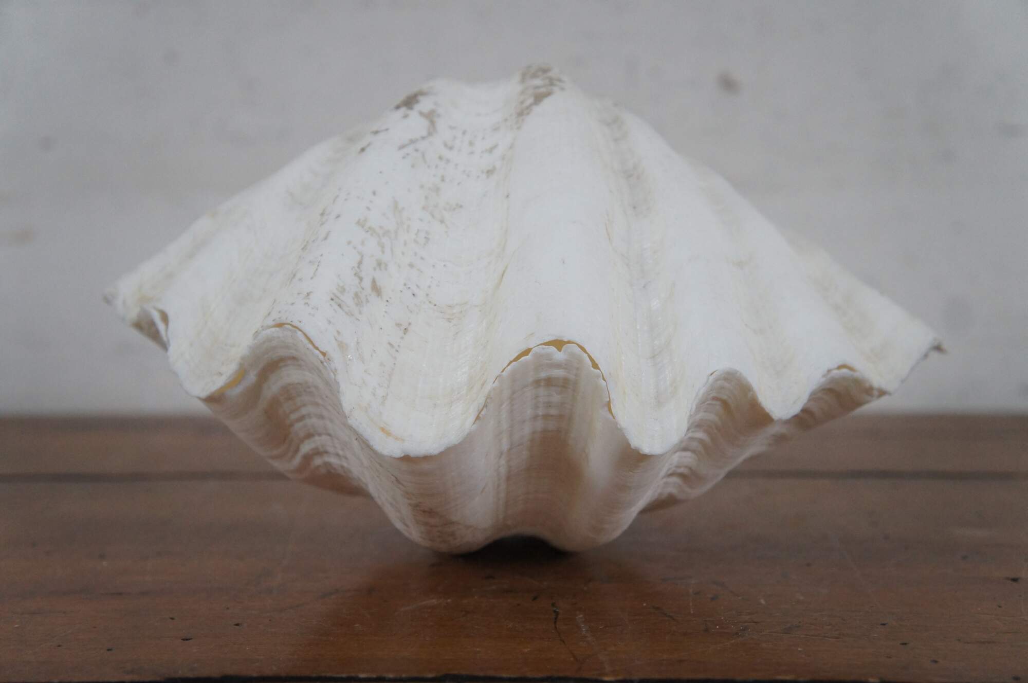 Whole Tridacna Gigas Clam Sea Shells