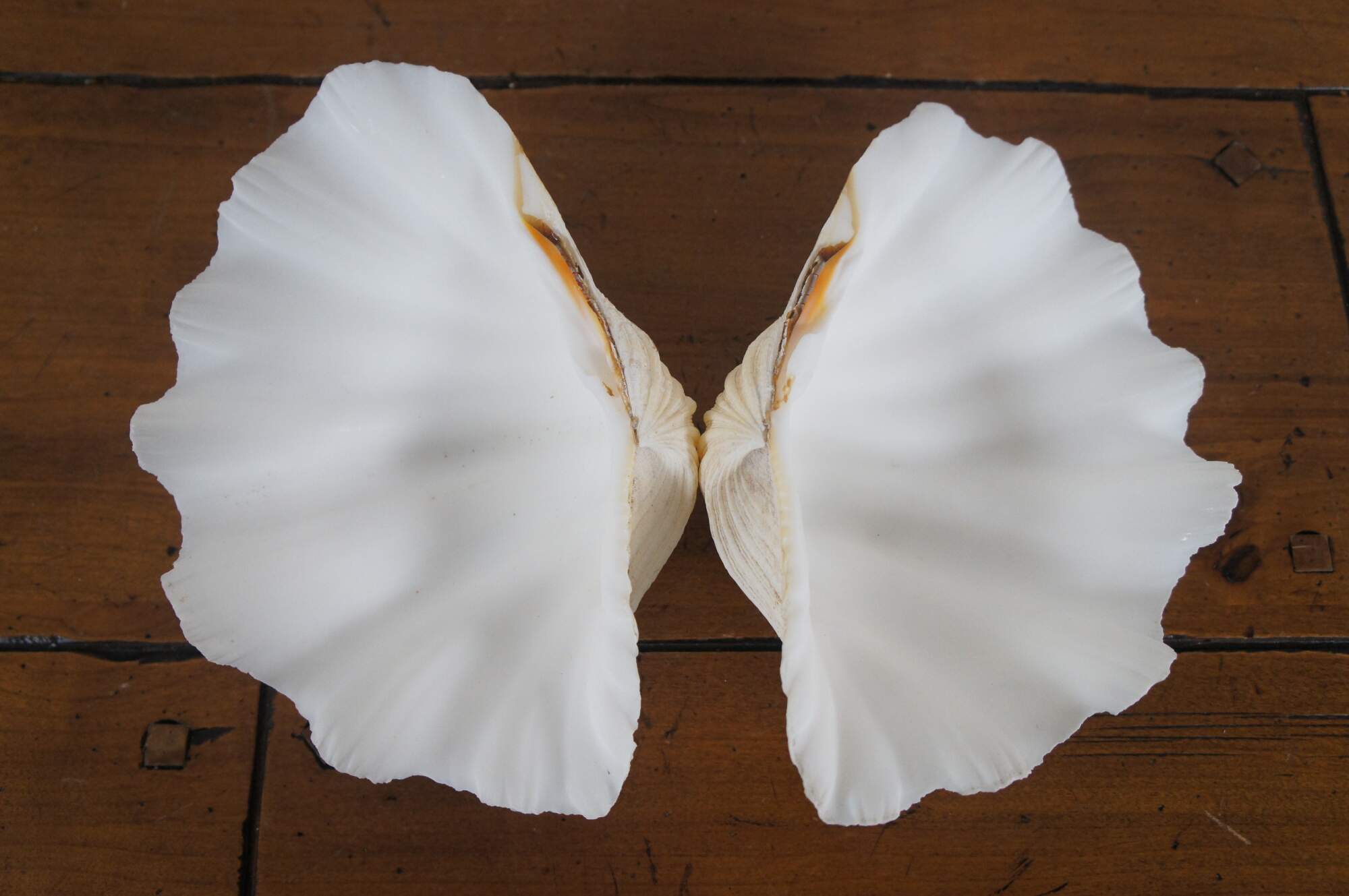Natural Matching Pair Whole Complete Giant Clam Sea Shell Tridacna