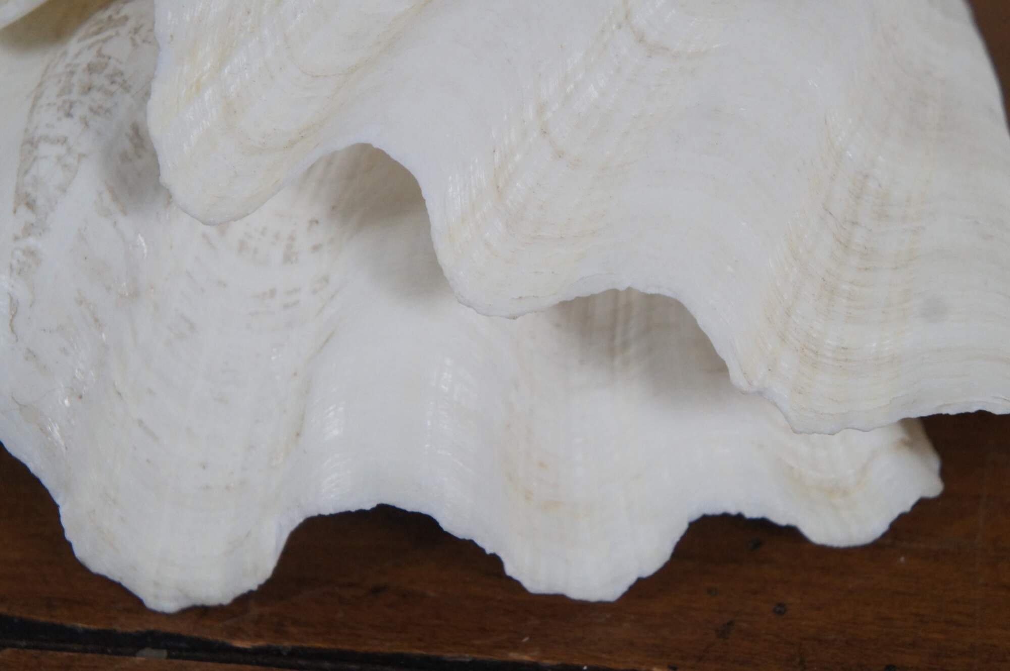  GIANT 22 CLAM SHELL tridacna gigas WHITE CLAMSHELL : Grocery &  Gourmet Food